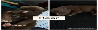 Bear