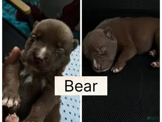 German Shepherd dogs Bear - Ad 7