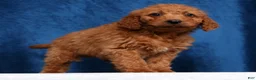 Mini Goldendoodle dogs for sale: Snickers - Ad 5