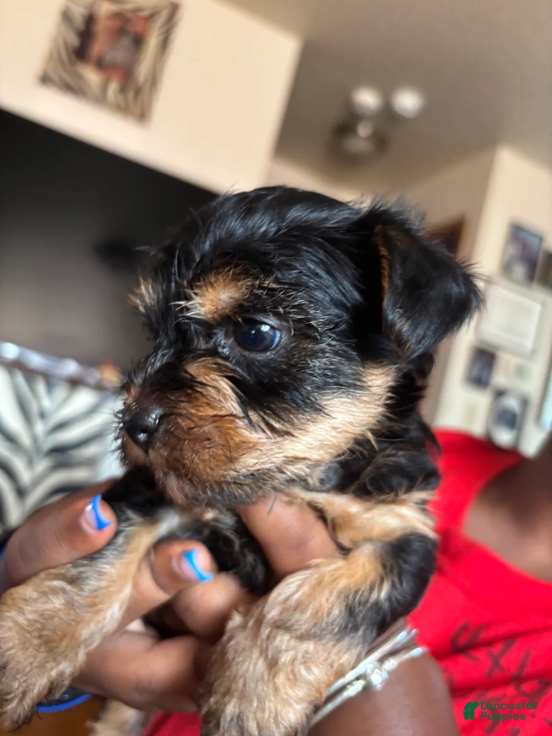 Yorkshire Terrier dogs for sale: Daisy - Ad 2