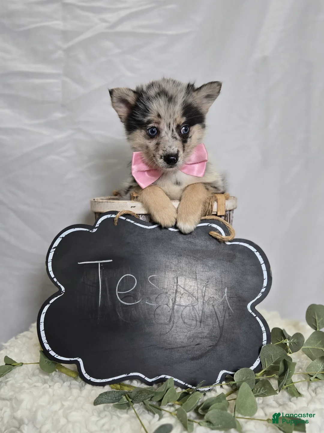 Pomsky dogs for sale: Tessa - Ad 4