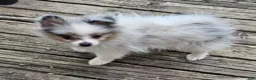 Pomeranian dogs for sale: Izza the Lovely  - Ad 7