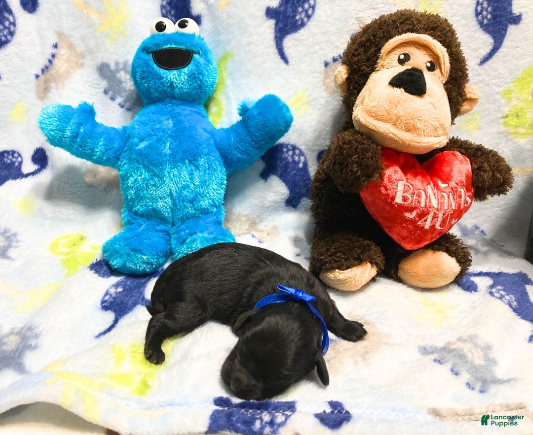 Labradoodle dogs for sale: Simba - Ad 2