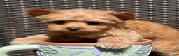 Yorkshire Terrier dogs for sale: Milo - Ad 4