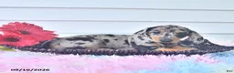 Miniature Dachshund dogs for sale: Ferris - Ad 4