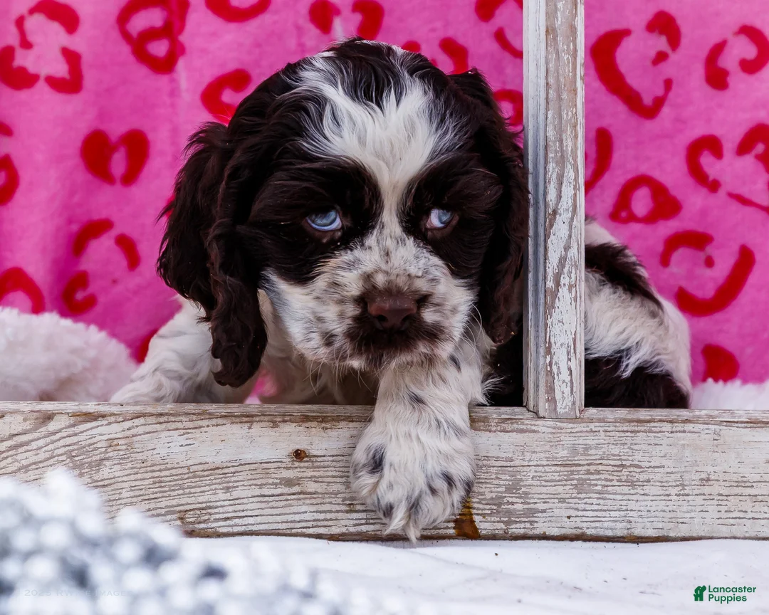 Cocker Spaniel dogs for sale: Waldo - Ad 4