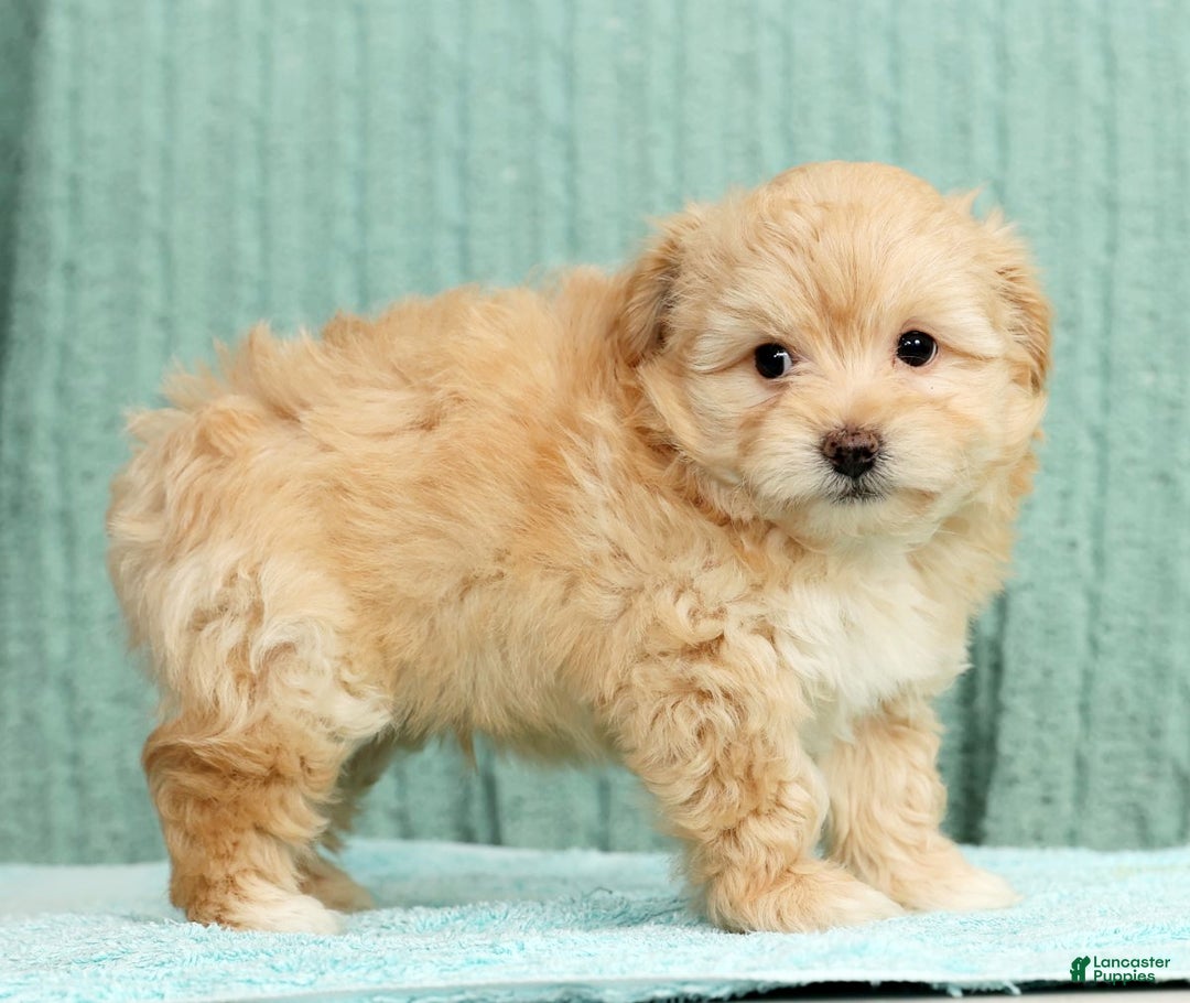 Pomapoo dogs for sale: Tinker - Ad 3