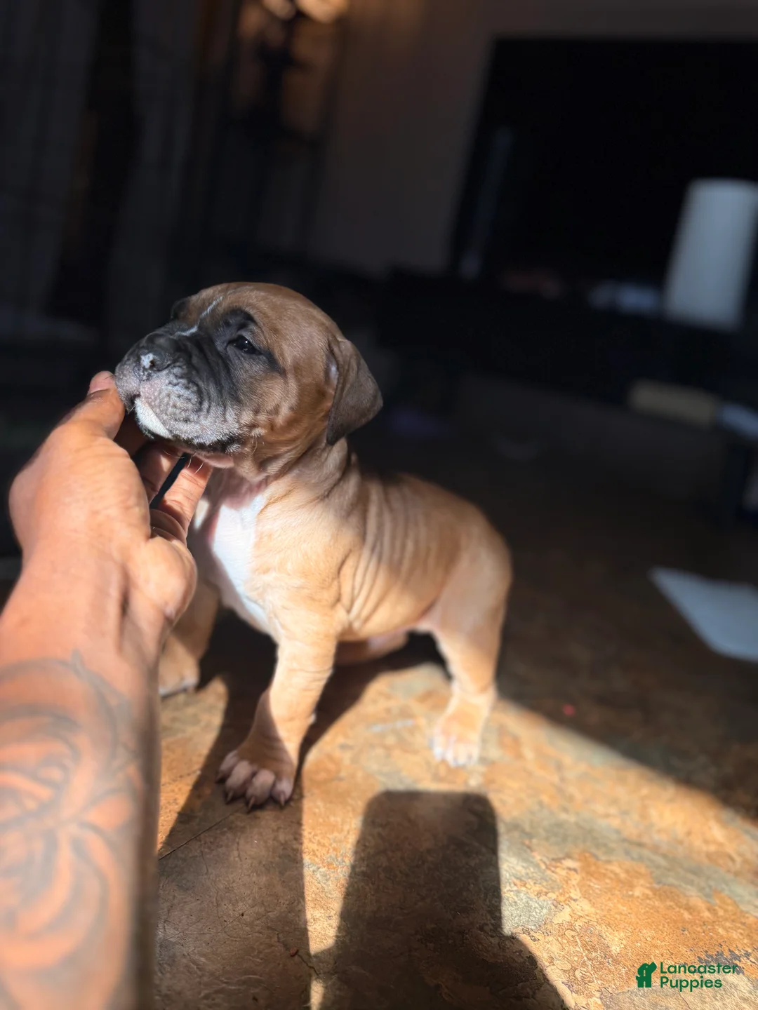 Mixed Breed dogs for sale: Roscoe  - Ad 2