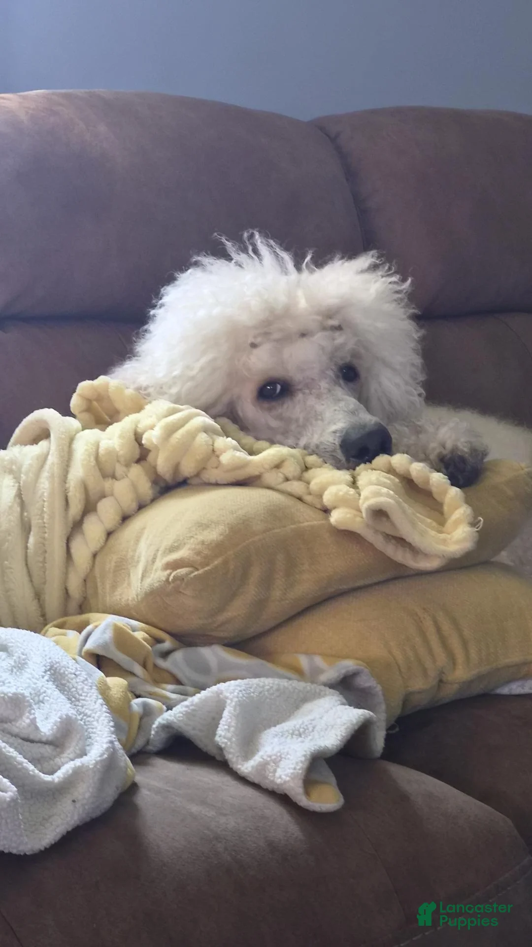 Standard Poodle dogs for sale: Achilles - Ad 2