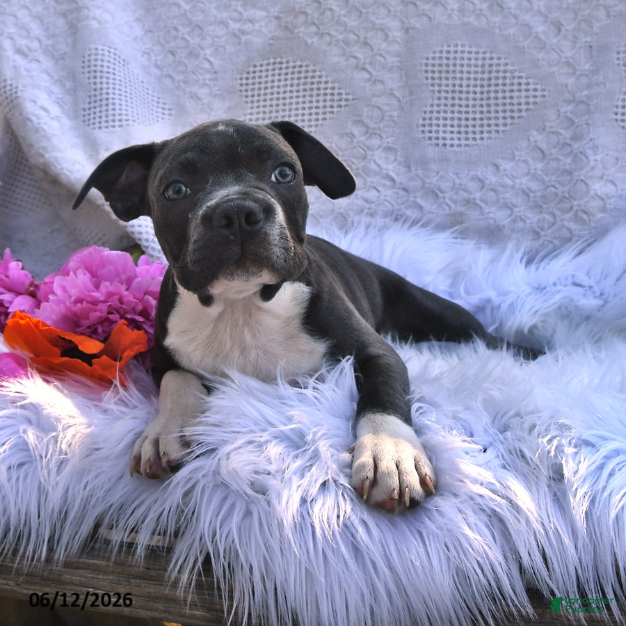 Boston Terrier dogs Beau - Ad 2