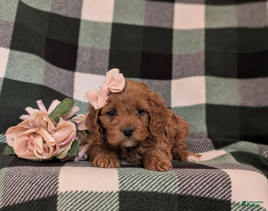 Cockapoo dogs for sale: Lillie - Ad 6