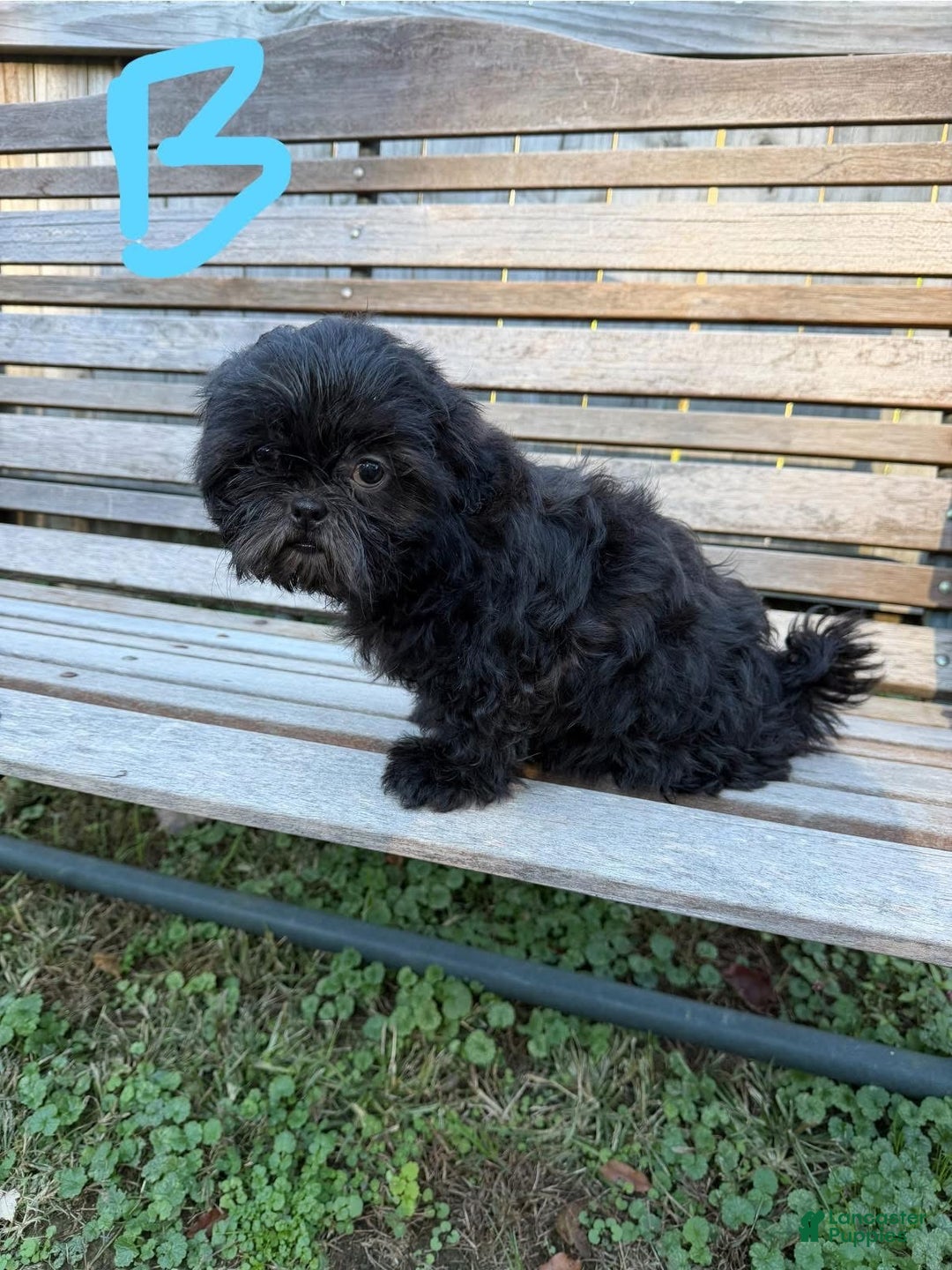 Shih Tzu dogs for sale: Shihtzu - Ad 1
