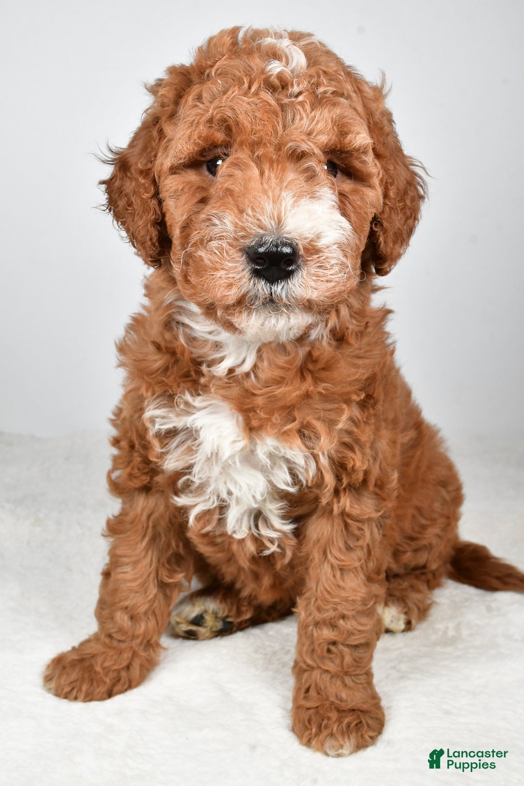Labradoodle dogs for sale: Nikki - Ad 1