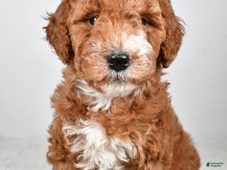 Labradoodle dogs Nikki - Ad 13