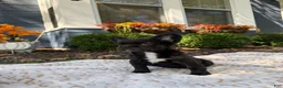 French Bulldog dogs for sale: Prada - Ad 10