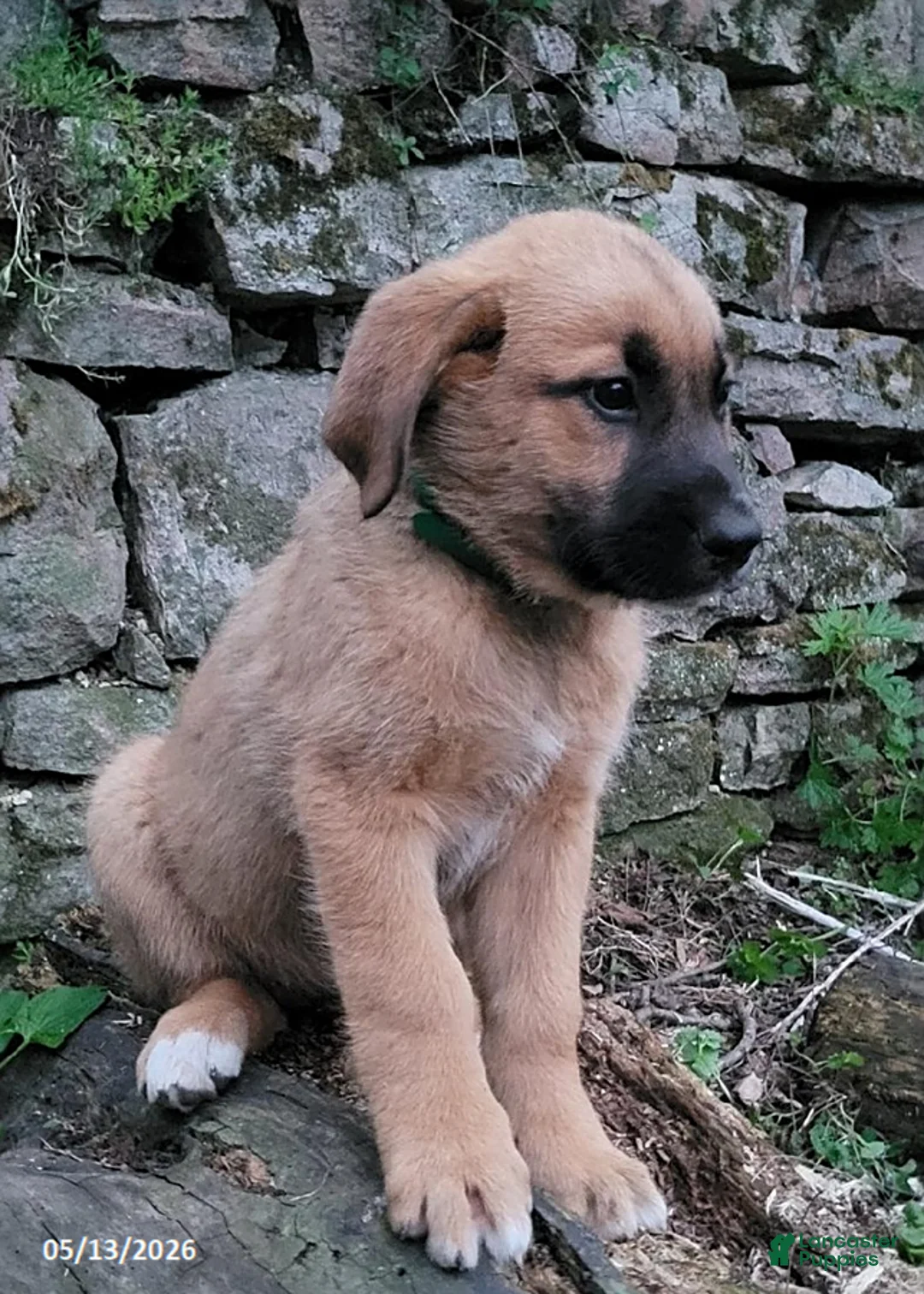 Mixed Breed dogs for sale: Ellie - Ad 1