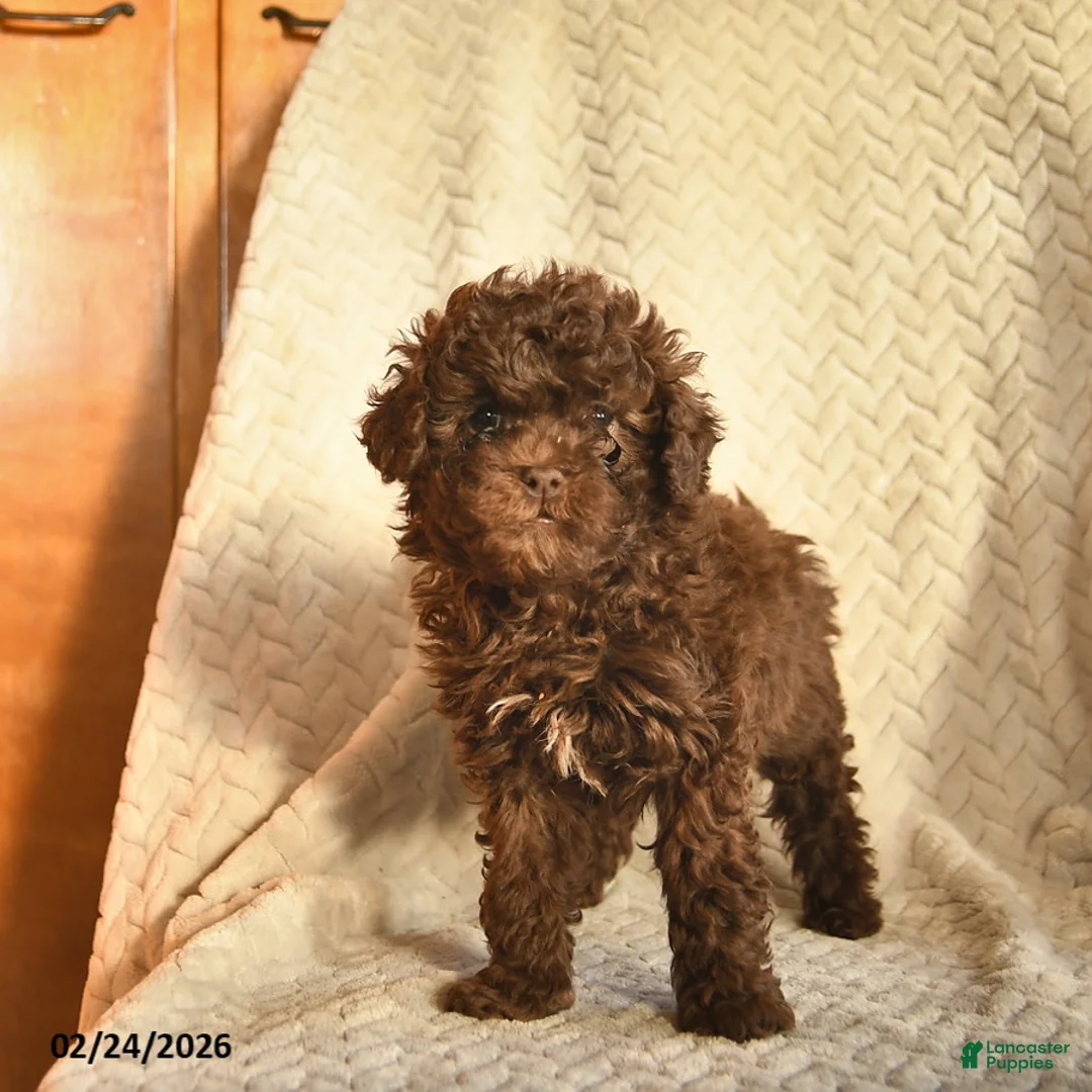Havapoo dogs for sale: Chocolate  - Ad 3
