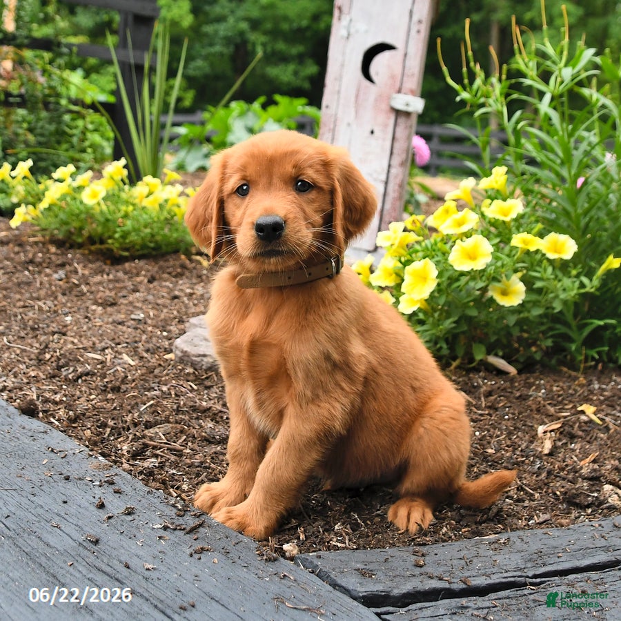 Golden Retriever dogs for sale: Rusty - Ad 3