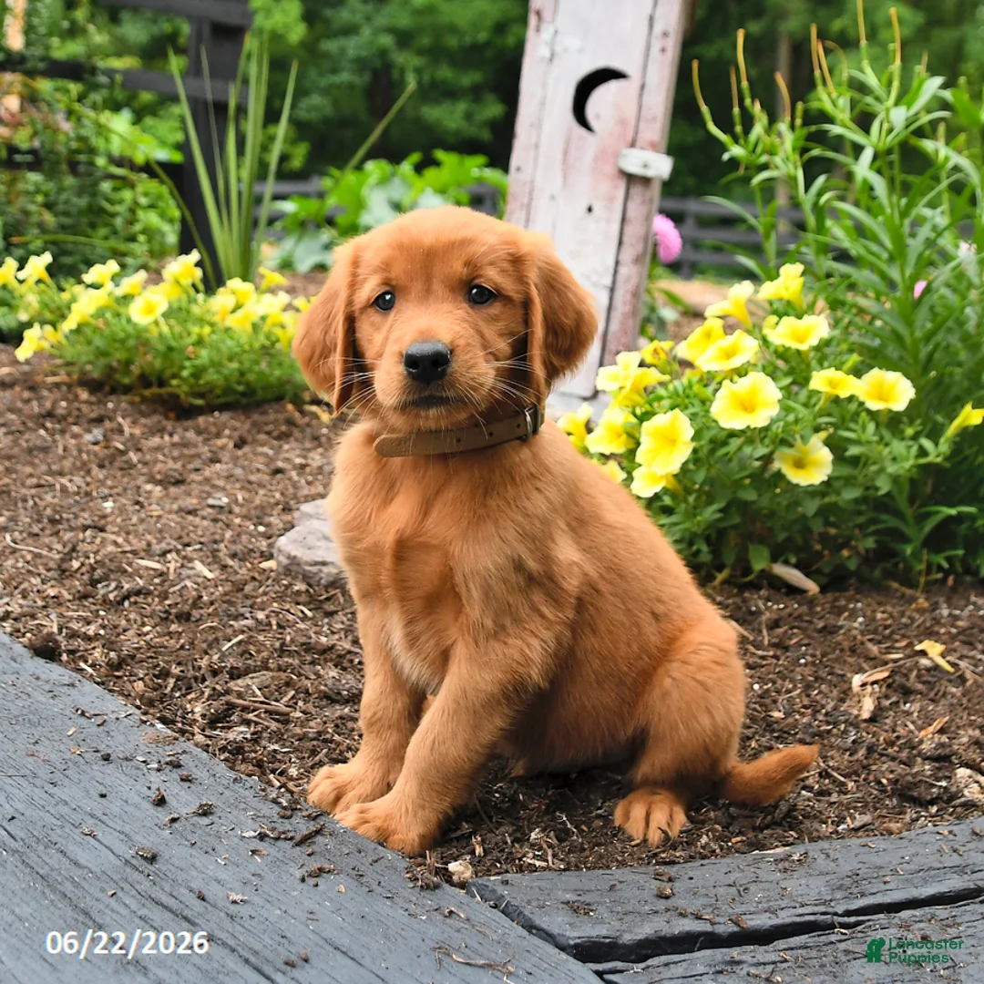 Golden Retriever dogs for sale: Rusty - Ad 1