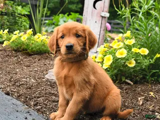Golden Retriever dogs for sale: Rusty - Ad 3
