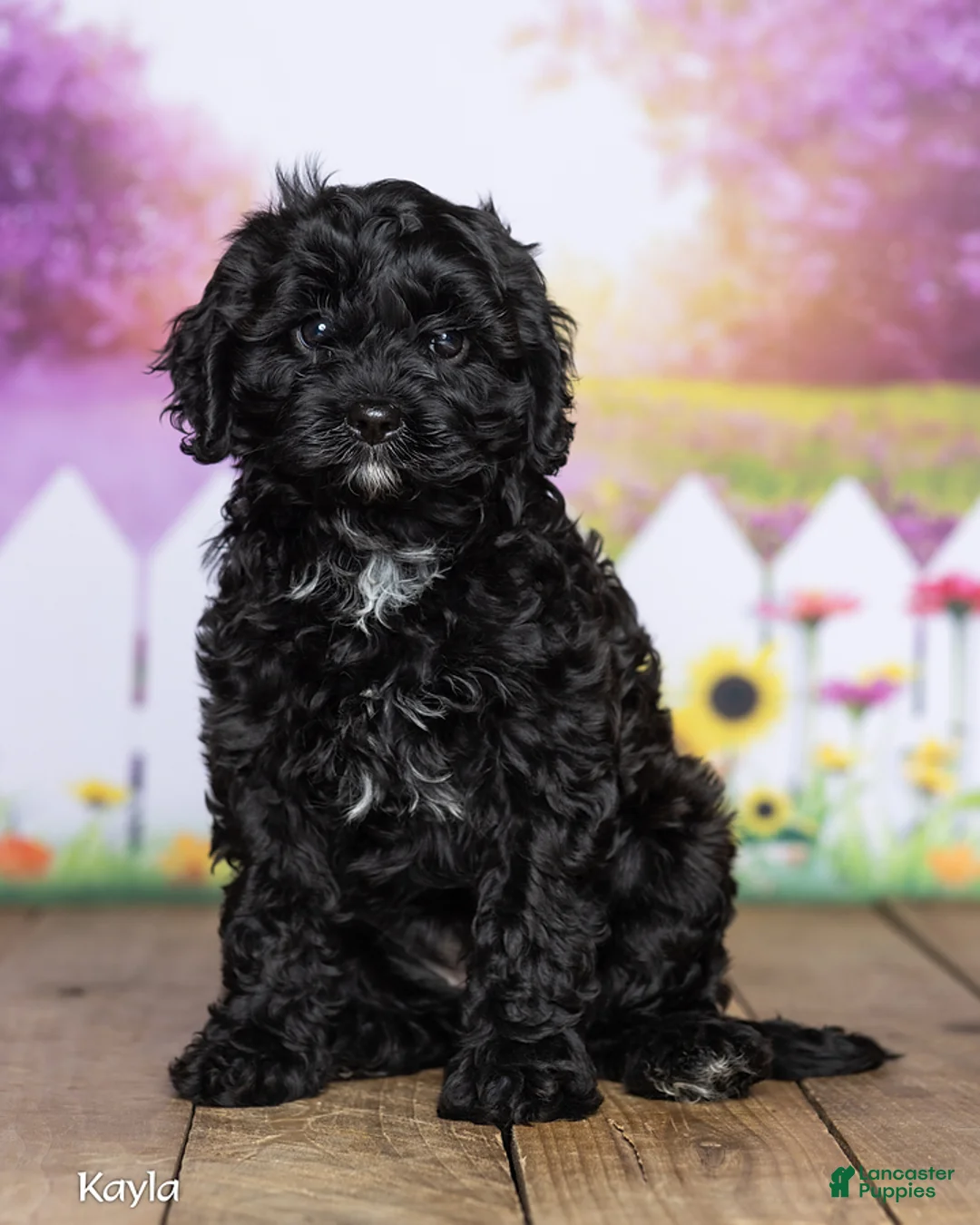 Cavapoo dogs for sale: Kayla - Ad 2