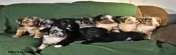 Mixed Breed dogs for sale: Bella   - Ad 5