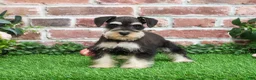 Miniature Schnauzer dogs for sale: Angel - Ad 6