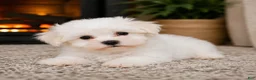 Maltese dogs for sale: Rocky - Ad 3
