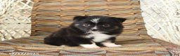 Toy Australian Shepherd dogs for sale: Chloe - Ad 5