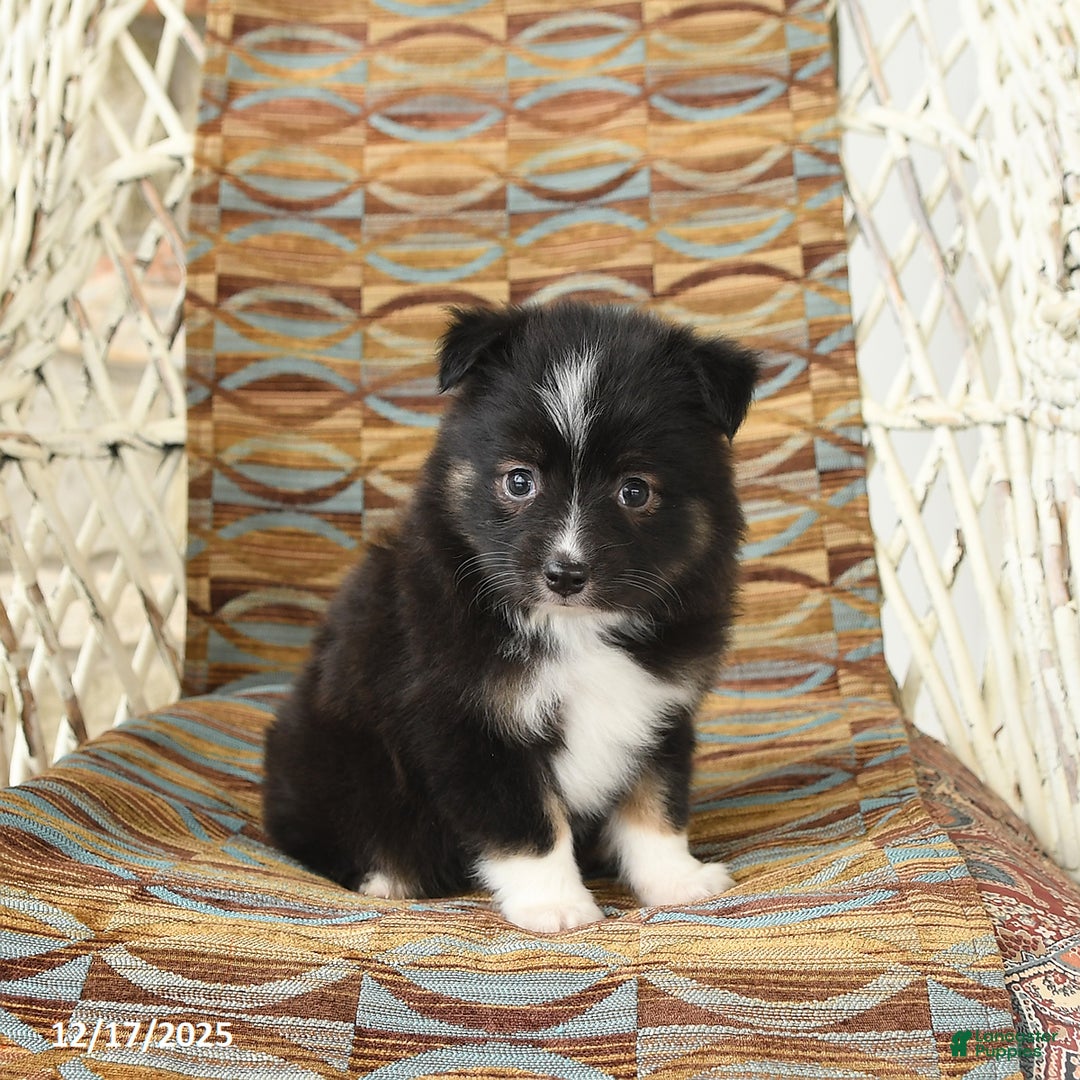 Toy Australian Shepherd dogs for sale: Chloe - Ad 5