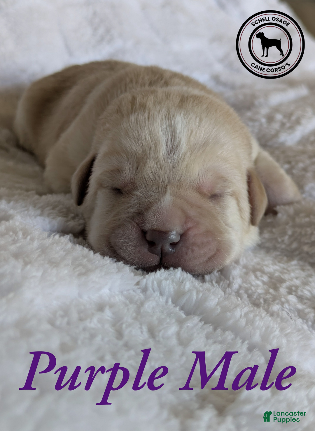 Cane Corso dogs for sale: Purple  - Ad 3