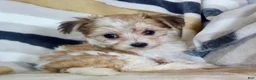 Yochon dogs for sale: Missy - Ad 4