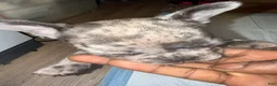 French Bulldog dogs for sale: French Bulldog 1 - Ad 17