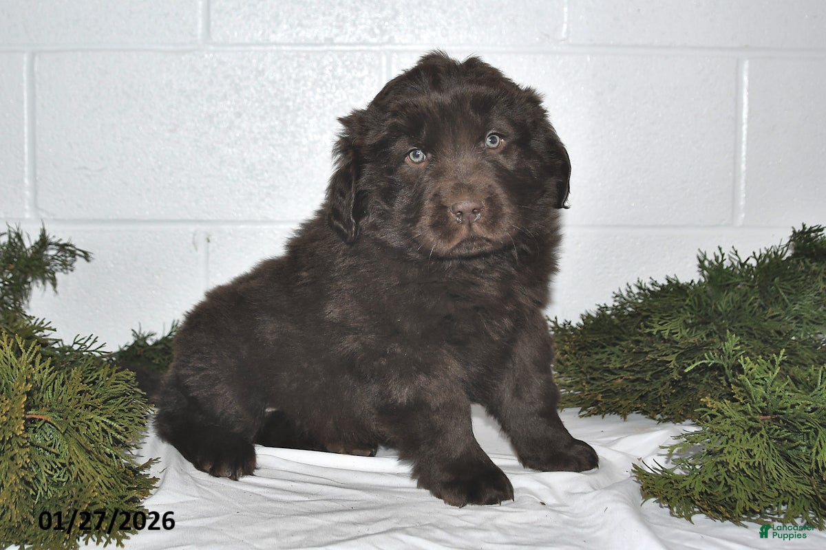 Newfoundland dogs Marshall - Ad 25