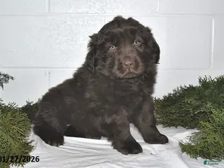 Newfoundland dogs Marshall - Ad 25