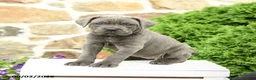Cane Corso dogs for sale: Cora  - Ad 1