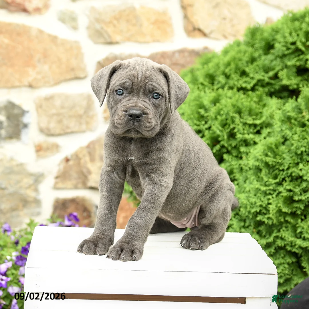 Cane Corso dogs for sale: Cora  - Ad 1
