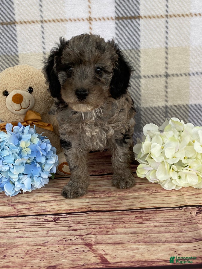 Miniature Labradoodle dogs Terry - Ad 2