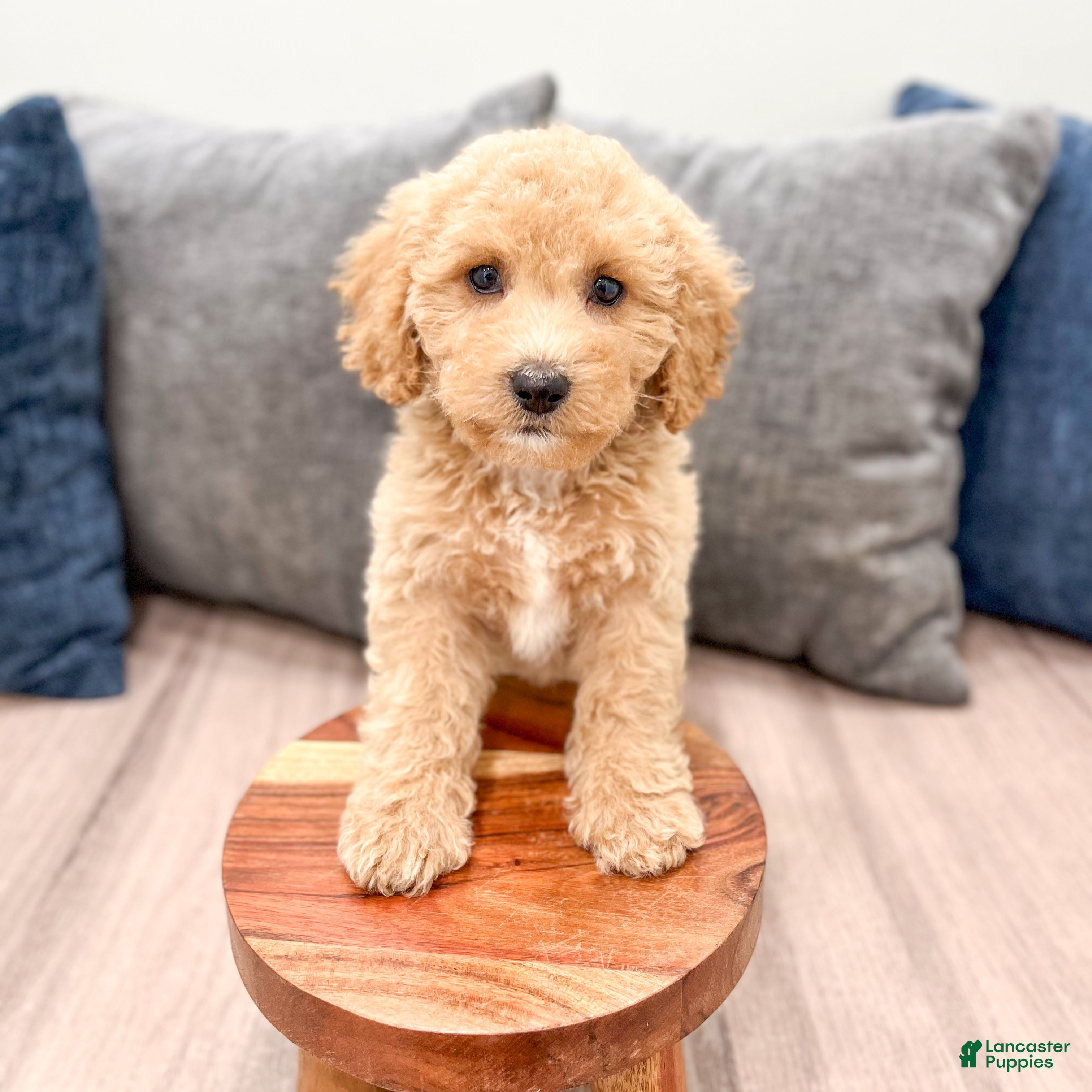 Miniature Labradoodle dogs Kendra - Ad 2