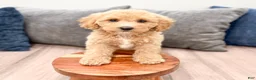 Miniature Labradoodle dogs for sale: Kendra - Ad 2