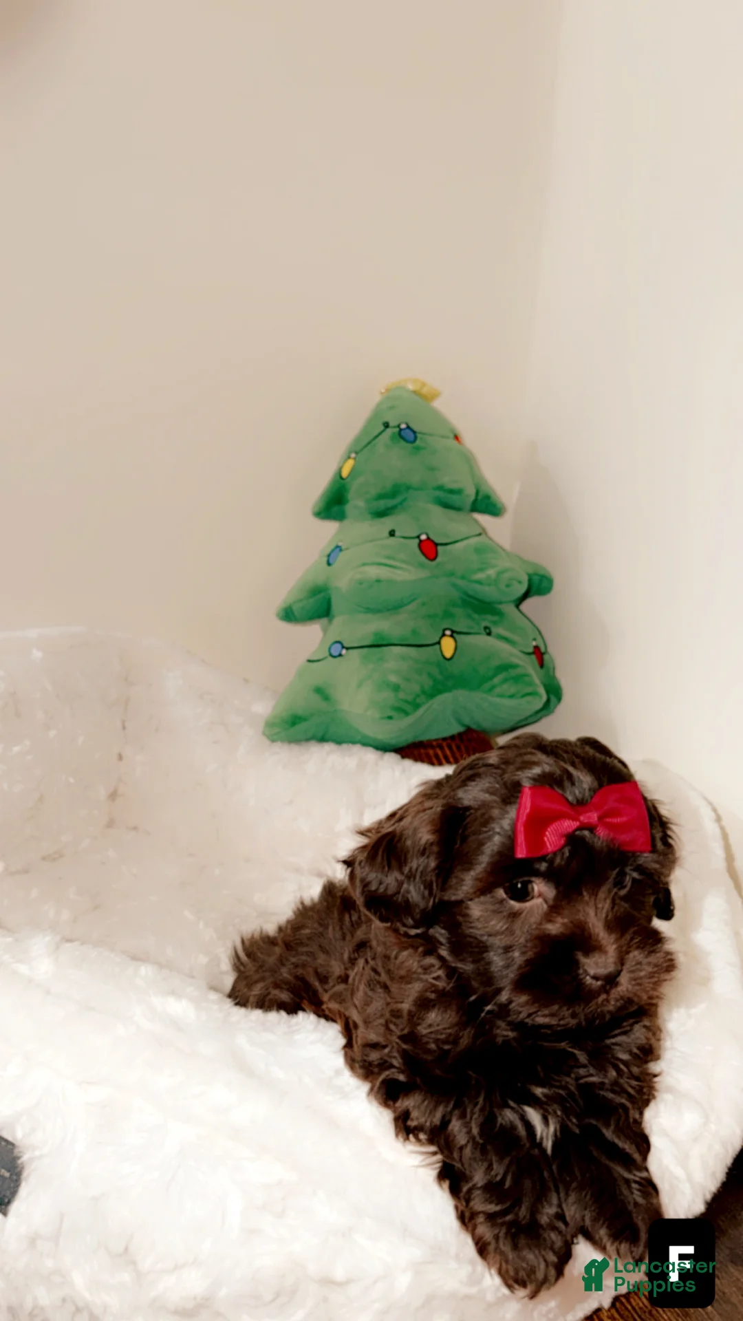 Shihpoo dogs for sale: Mila  - Ad 2