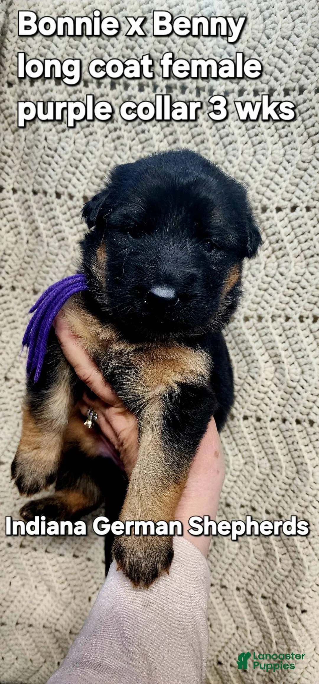 German Shepherd dogs for sale: German Shepherd Puppy purple collar - Ad 1