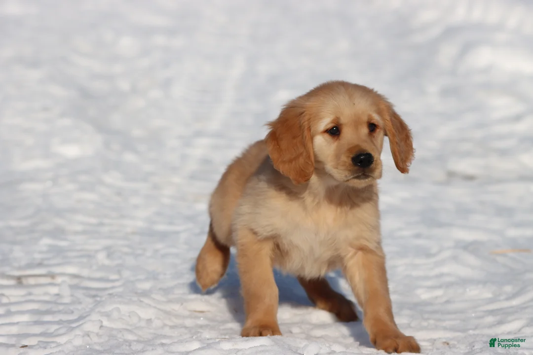 Golden Retriever dogs for sale: Thelma Lou - Ad 4