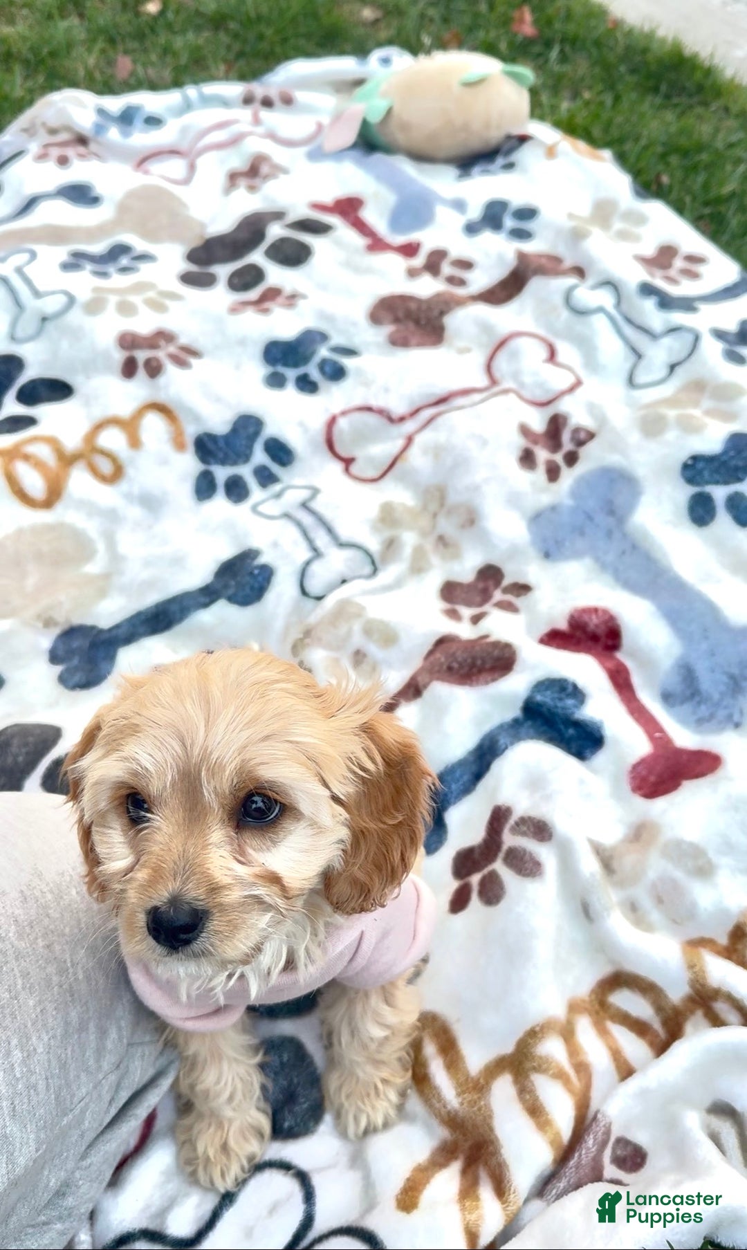 Cockapoo dogs for sale: 🌸🐶 Daisy – The Little Lady with a Heart of Gold 💗 - Ad 7