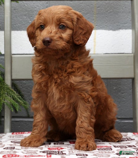 Gallery Image {{count}}