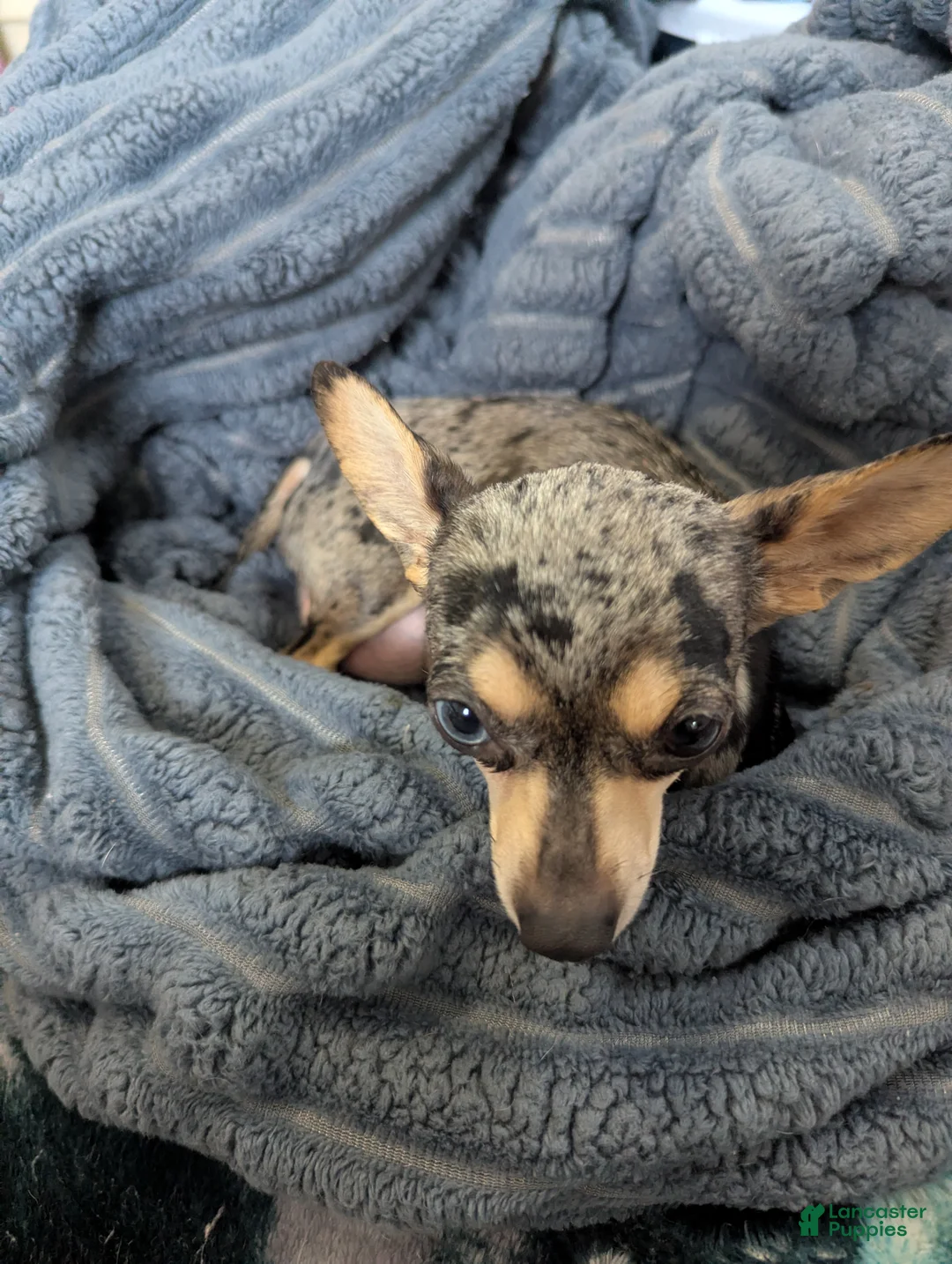 Chihuahua dogs for sale: Sammie - Ad 5