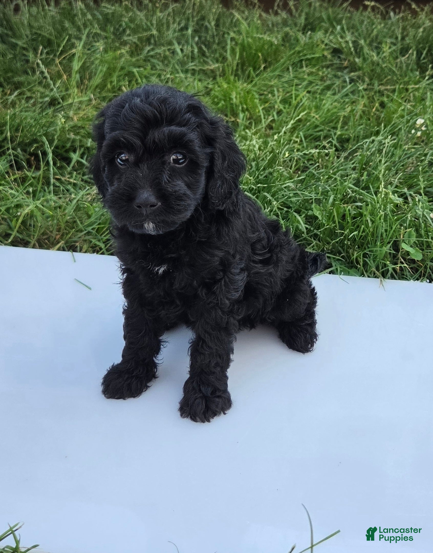 Cavapoo dogs Winnie - Ad 1
