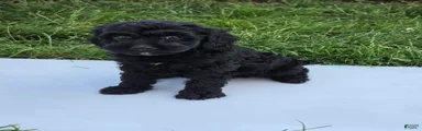 Winnie