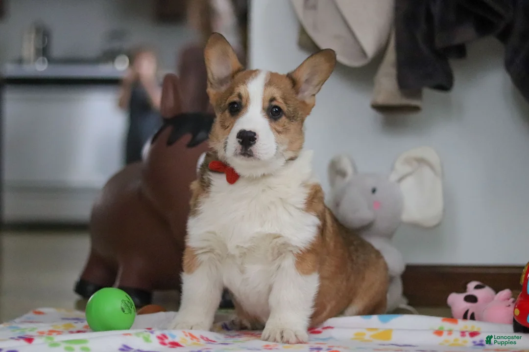 Welsh Corgi Pembroke dogs for sale: Jack - Ad 13