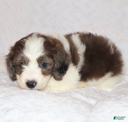 Mini Goldendoodle dogs Ruby chocolate merle - Ad 2
